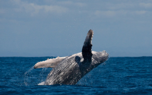 Whale Watching Tour Ballet Packages